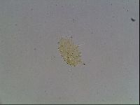 Echiniscus horningi image