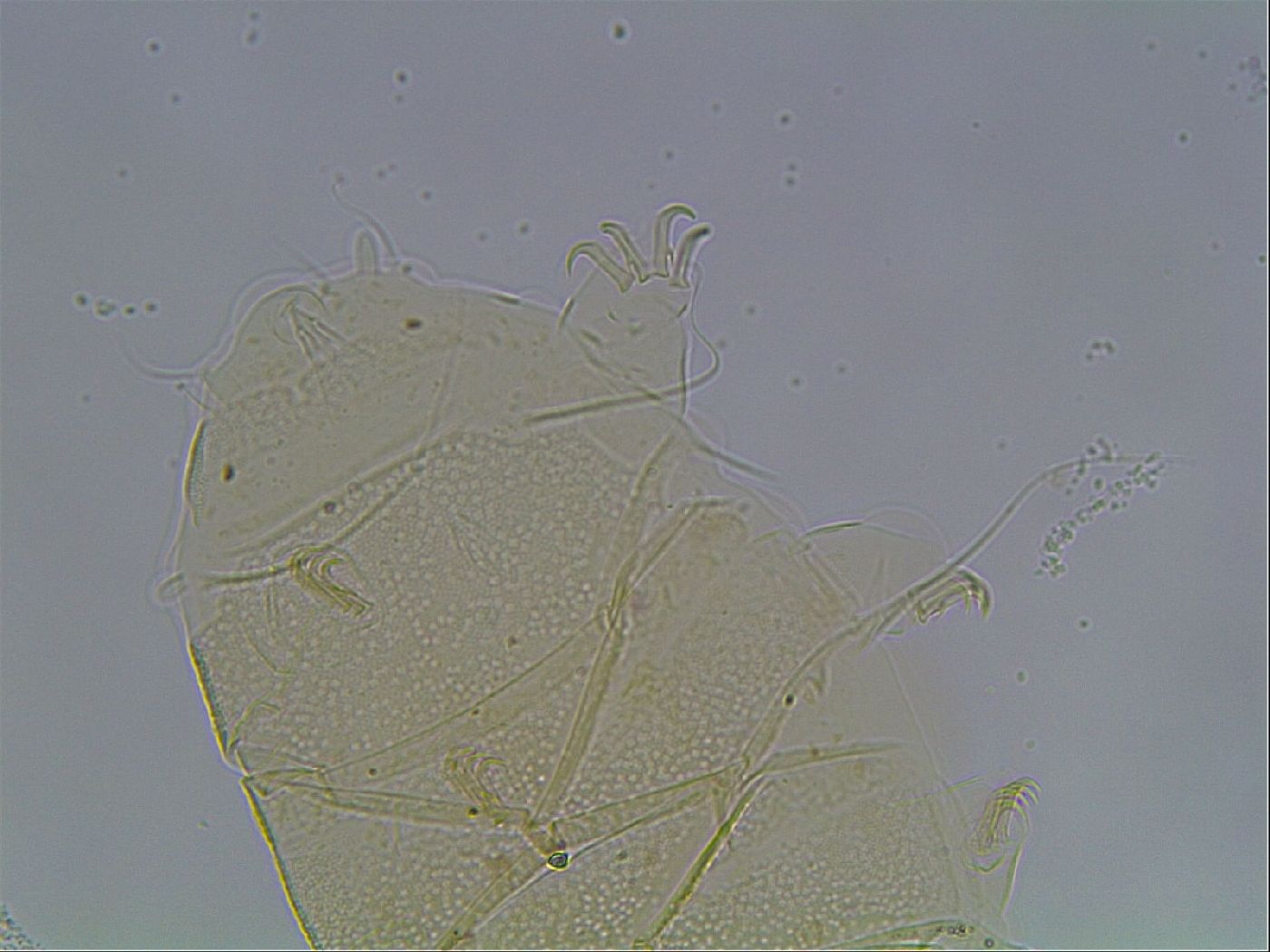 Echiniscus horningi image