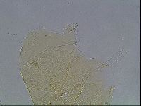Echiniscus horningi image