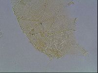 Echiniscus horningi image