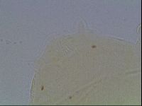 Echiniscus horningi image