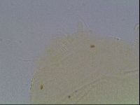 Echiniscus horningi image