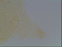 Echiniscus horningi image