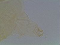 Echiniscus horningi image