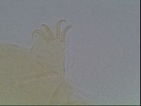 Echiniscus horningi image