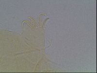 Echiniscus horningi image