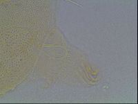 Echiniscus horningi image