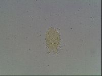 Echiniscus horningi image