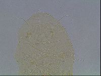 Echiniscus horningi image