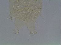 Echiniscus horningi image