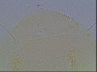 Echiniscus horningi image