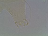 Echiniscus horningi image