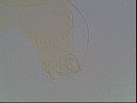 Echiniscus horningi image
