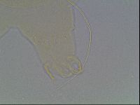 Echiniscus horningi image