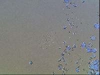 Echiniscus horningi image