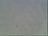 Echiniscus horningi image