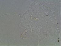 Echiniscus horningi image