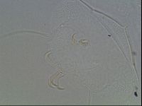 Echiniscus horningi image