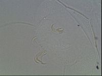 Echiniscus horningi image