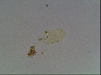 Echiniscus horningi image