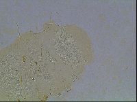 Echiniscus horningi image