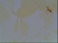 Echiniscus horningi image