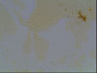 Echiniscus horningi image