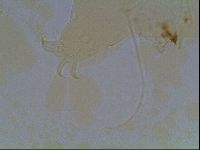 Echiniscus horningi image
