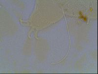 Echiniscus horningi image