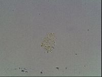 Echiniscus horningi image