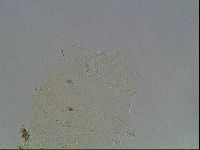 Echiniscus horningi image