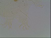 Echiniscus horningi image