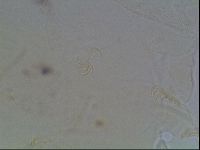 Echiniscus horningi image