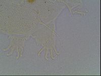 Echiniscus horningi image