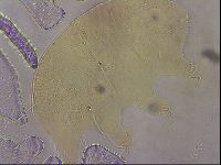 Echiniscus horningi image