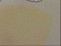 Echiniscus horningi image
