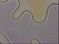 Echiniscus horningi image