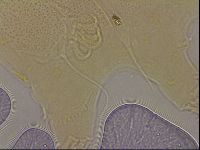 Echiniscus horningi image