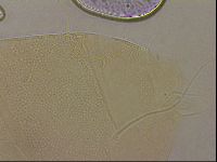 Echiniscus horningi image