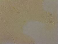 Echiniscus horningi image