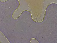 Echiniscus horningi image