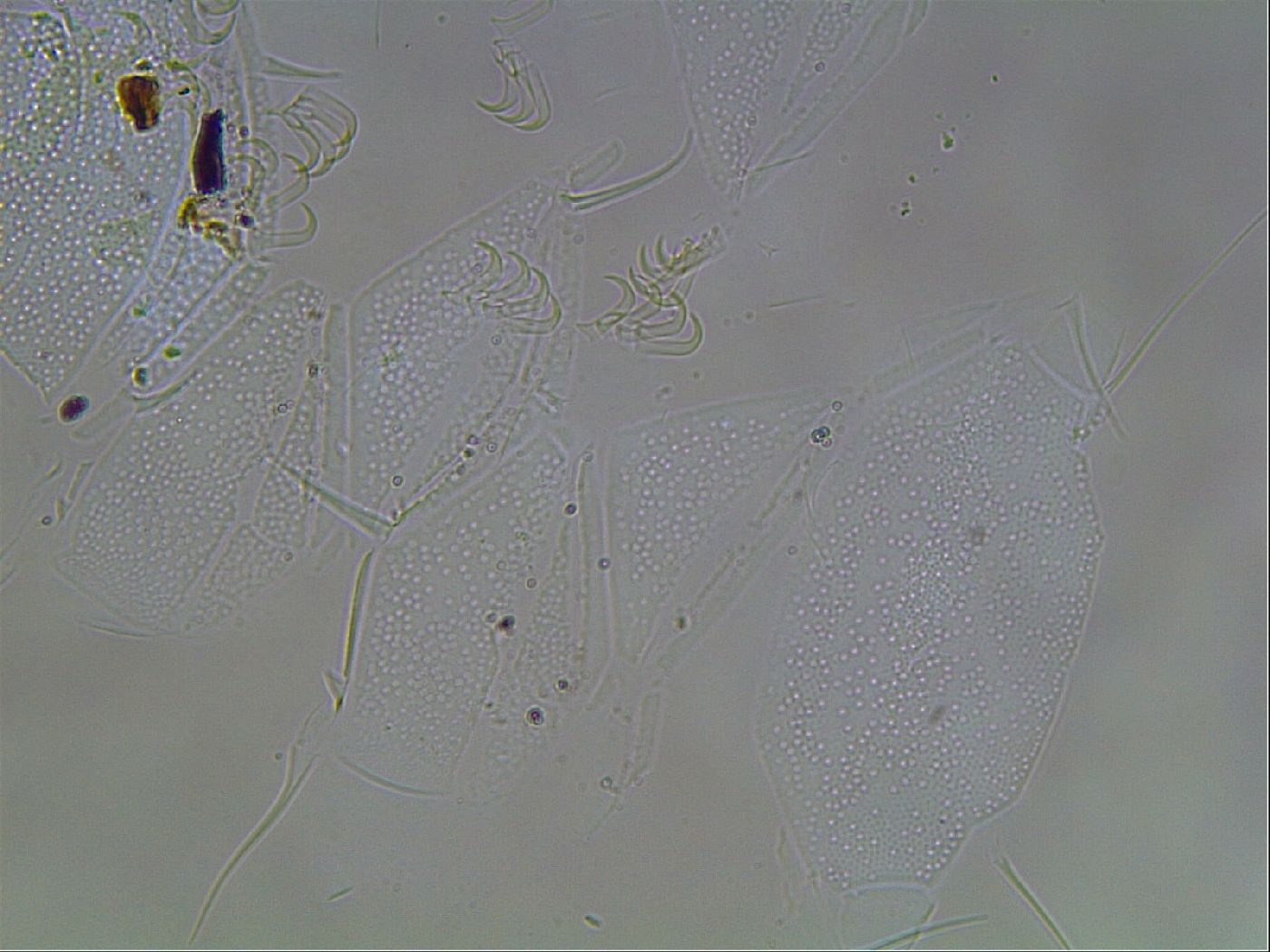 Echiniscus horningi image