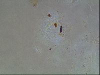 Echiniscus horningi image