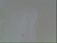 Echiniscus horningi image