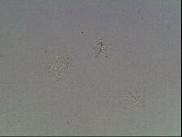 Echiniscus horningi image
