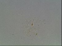 Echiniscus horningi image