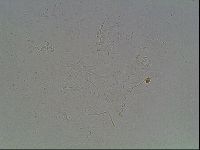 Echiniscus horningi image