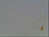 Echiniscus horningi image
