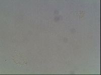 Echiniscus horningi image