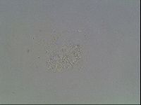 Echiniscus horningi image